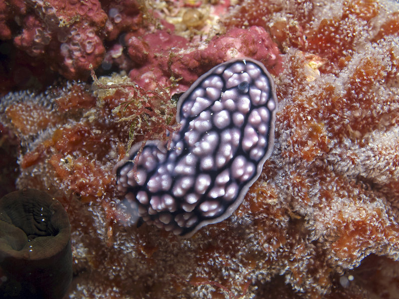 Wart slug, Sabang Point